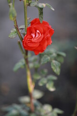 red rose in the garden
