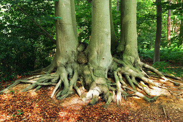 Group of trees with intricately woven roots 