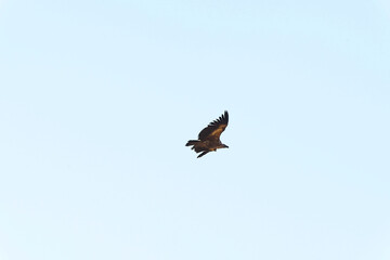 Griffon Vulture in flight.