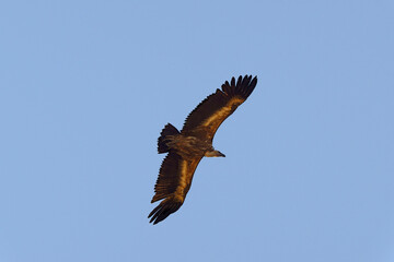 Griffon Vulture in flight.