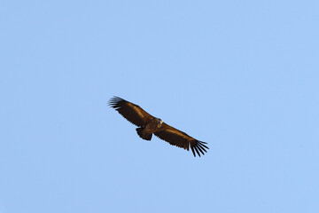 Griffon Vulture in flight.