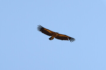 Griffon Vulture in flight.