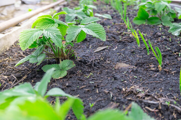 Planted in rows of strawberry bushes garden close-up. Healthy strong strawberry leaves. High quality photo