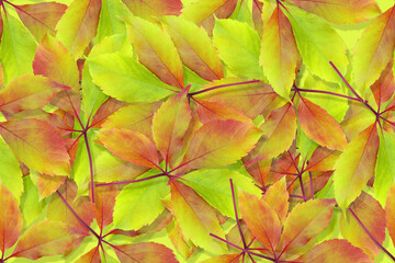 Background with red-green leaves of wild grape. Postcard. Place for text. Autumn leaves