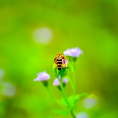 insect, Bee, Wasp On Flower Close-up Macro Wasp Pollination