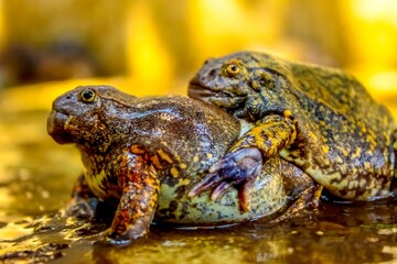 frog on the ground