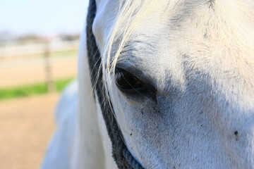Horse head eye closeup