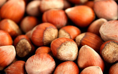 hazelnuts harvested in summer