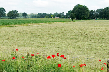 Freshly mowed grassland with flowering poppies near Winterswijk, Netherlands
