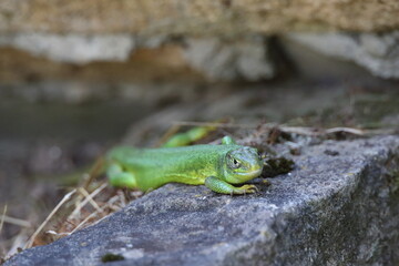 Western Green Lizard sits in a dry stone wall Germany