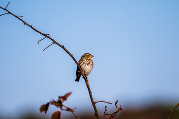 bird on a branch