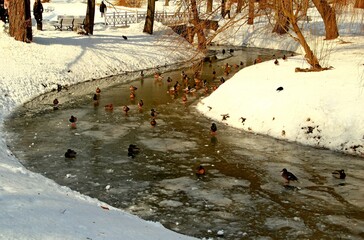 Nałęczów, Uzdrowisko, Sanatorium, Park, Pawilon, Kaczki, Staw,  © woodyd