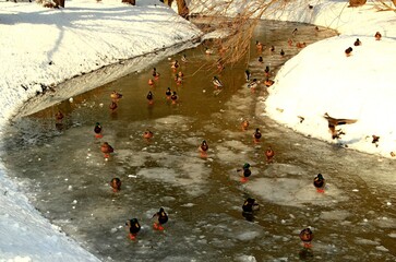 Nałęczów, Uzdrowisko, Sanatorium, Park, Pawilon, Kaczki, Staw,  © woodyd
