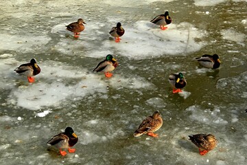 Nałęczów, Uzdrowisko, Sanatorium, Park, Pawilon, Kaczki, Staw,  © woodyd