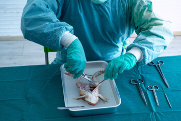 Scientists operate about anatomy and physiology of frogs in the laboratory, science class about the frog anatomy