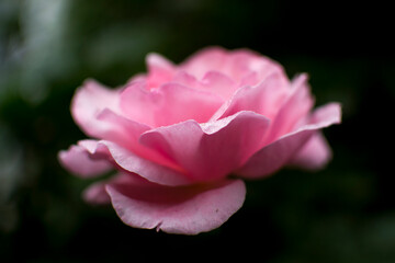 pink rose