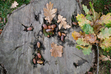 acorns and oak yellow-green leaves on the stump