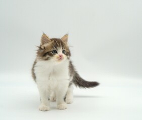 Kitten on a white background