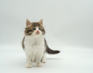Kitten on a white background