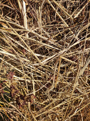 Dried bamboo leaf background. brown leaf.Hay texture. Hay bales are stacked in large stacks. Harvesting in agriculture...