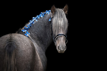 Grey andalusian horse with decorative bows in the main looking back isolated on black background