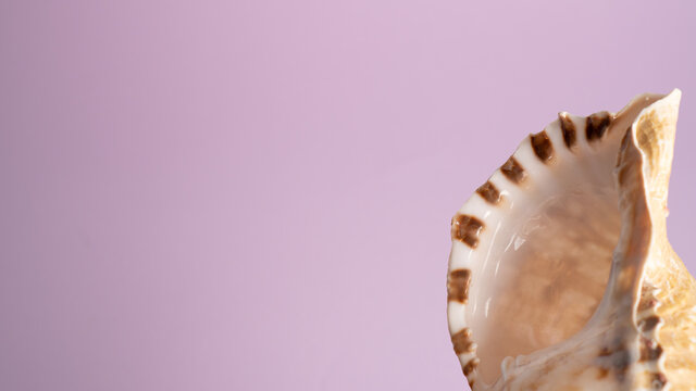 Big Beautiful Seashell On Violet Background. Space For Text. Covid Vacation Concept. Summer In Any Season