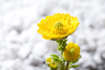 雪解けと福寿草