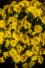 very beautiful chrysanthemums shot on a macro of different colors. vertical