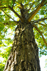 Fototapeta premium old oak tree