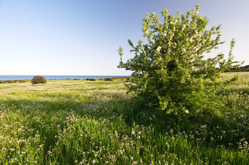 Costa Rei Landscape, Castiadas, Muravera, Cagliari district, Sardinia, Italy, Europe