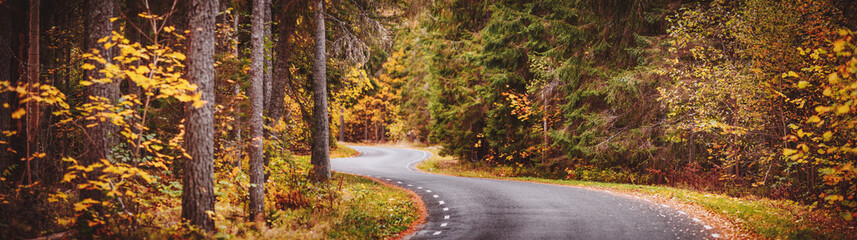 Fototapeta na wymiar Asphalt road with beautiful trees on the sides in autumn forest