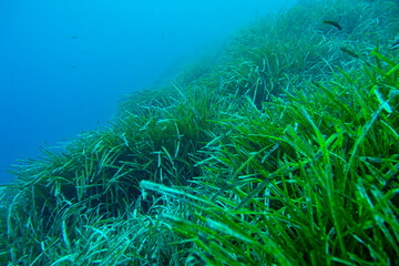 Fototapeta na wymiar Neptune Grass, Posidonia oceanica, Cabo Cope-Puntas del Calnegre Natural Park, Mediterranean Sea, Murcia, Spain, Europe