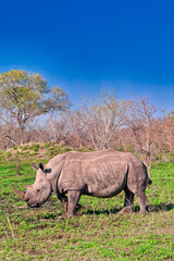 Fototapeta premium White Rhinoceros, Ceratotherium simum, Square-lipped Rhinoceros, Kruger National Park, South Africa, Africa