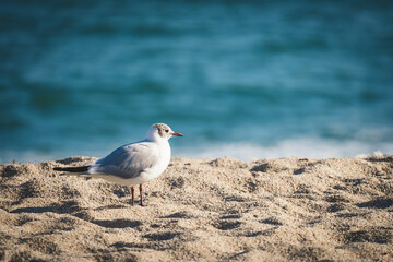Mediterranean gull on the beach sand