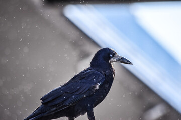 crow on the snow