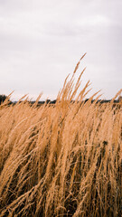 Field of rye in the sun