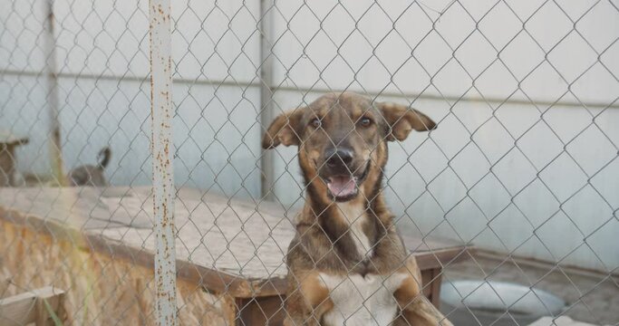 portrait of cute and friendly rescue dog.
Mixed breed nice and playful dog waiting for adoption in dog shelter