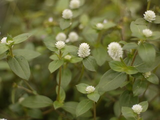 white flowers in the forest