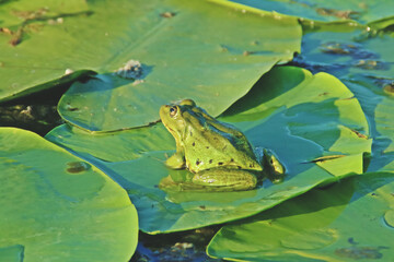 Rana verde sobre una hoja de nenúfar. Fauna de una de las lagunas del delta del Danubio en Rumanía.