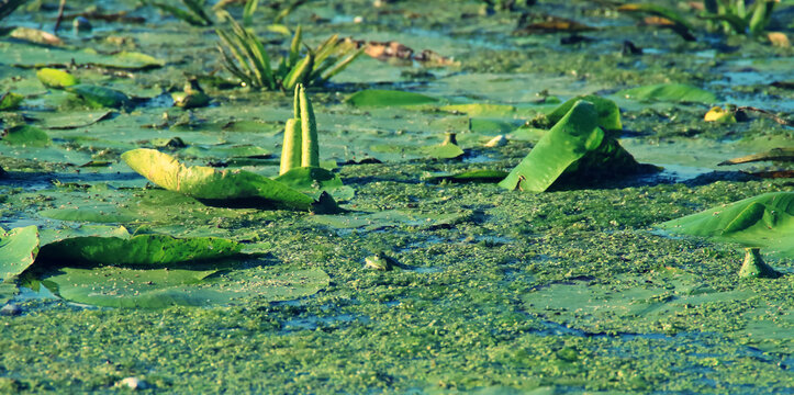 Una bonita rana verde escondida entre la vegetaci&oacute;n acu&aacute;tica. Laguna del delta del Danubio con nen&uacute;fares y carrizos en Ruman&iacute;a.