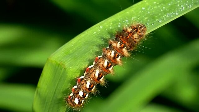 Diese sch&ouml;ne Raupe wird ein Ampfer-Rindeneulenfalter (Makroaufnahme)