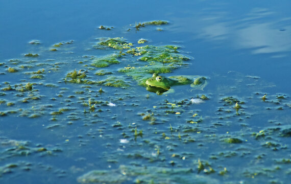 Rana verde escondida entre la vegetaci&oacute;n acu&aacute;tica. Laguna del delta del Danubio con nen&uacute;fares y carrizos en Ruman&iacute;a.