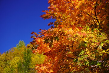 autumn leaves against blue sky