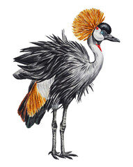 Crowned crane bird a white background. Watercolor illustration. Hand drawn. Clip art. Template.
