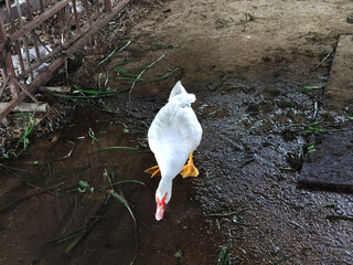 White duck standing on the ground