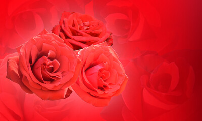 Obraz na płótnie Canvas beautiful three red rose bouquet flower on blur rose and red background, wallpaper, nature, copy space