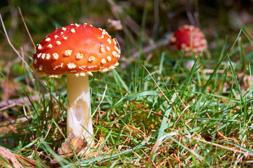 Fliegenpilze wachsen im Gras ein großer Fleigenpilz im Vordergrund