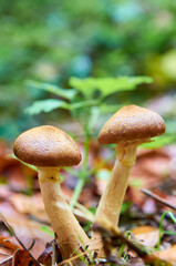 Zwei kleine braune Pilze mit Hut, wachsen am Boden ziwschen Laub