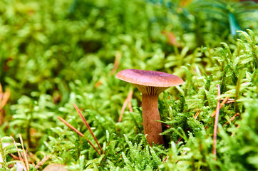 Ein brauner Pilz mit Hut wächst zwichen Moos