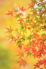 autumn leaves background